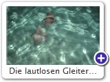 Die lautlosen Gleiter...