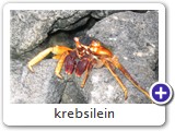 Krebsilein