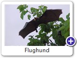 Flughund