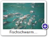 Fischschwarm...