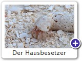 Der Hausbesetzer