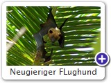 Neugieriger FLughund