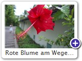 Rote Blume am Wegesrand