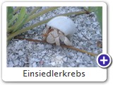 Einsiedlerkrebs