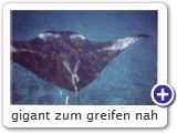 gigant zum greifen nah