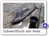 Schwertfisch am Anleger