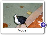 Vogel