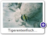 Tigerentenfisch...