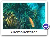 Anemonenfisch